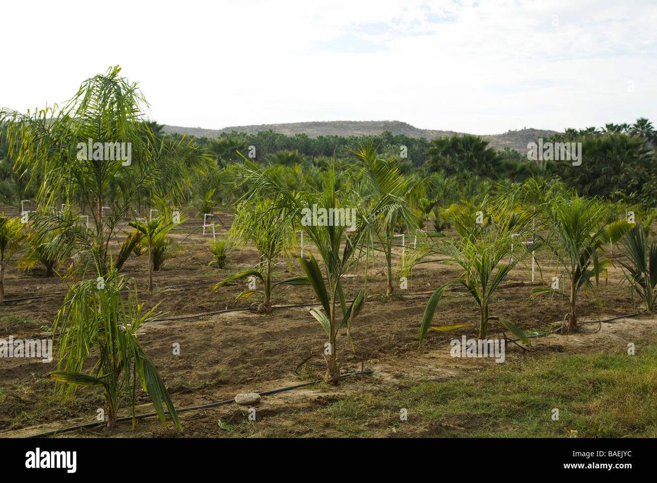 MEXICO Todos Santos Rows of irrigated palm trees growing in plant nursery field Sierra Laguna mountains in distance Stock Photo