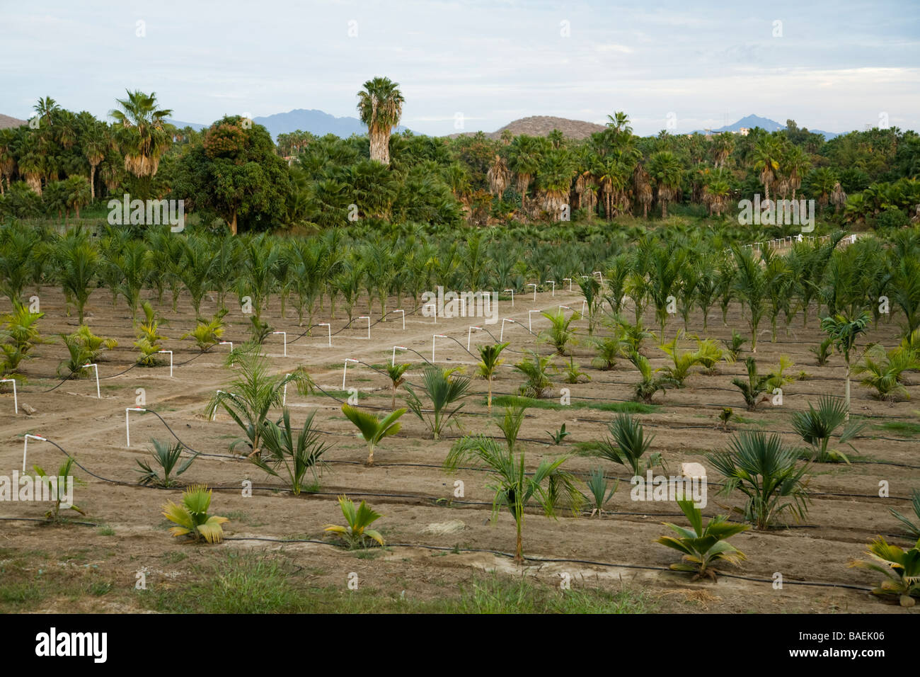 MEXICO Todos Santos Small and medium size palm trees and plants in irrigated agricultural field plant nursery Stock Photo