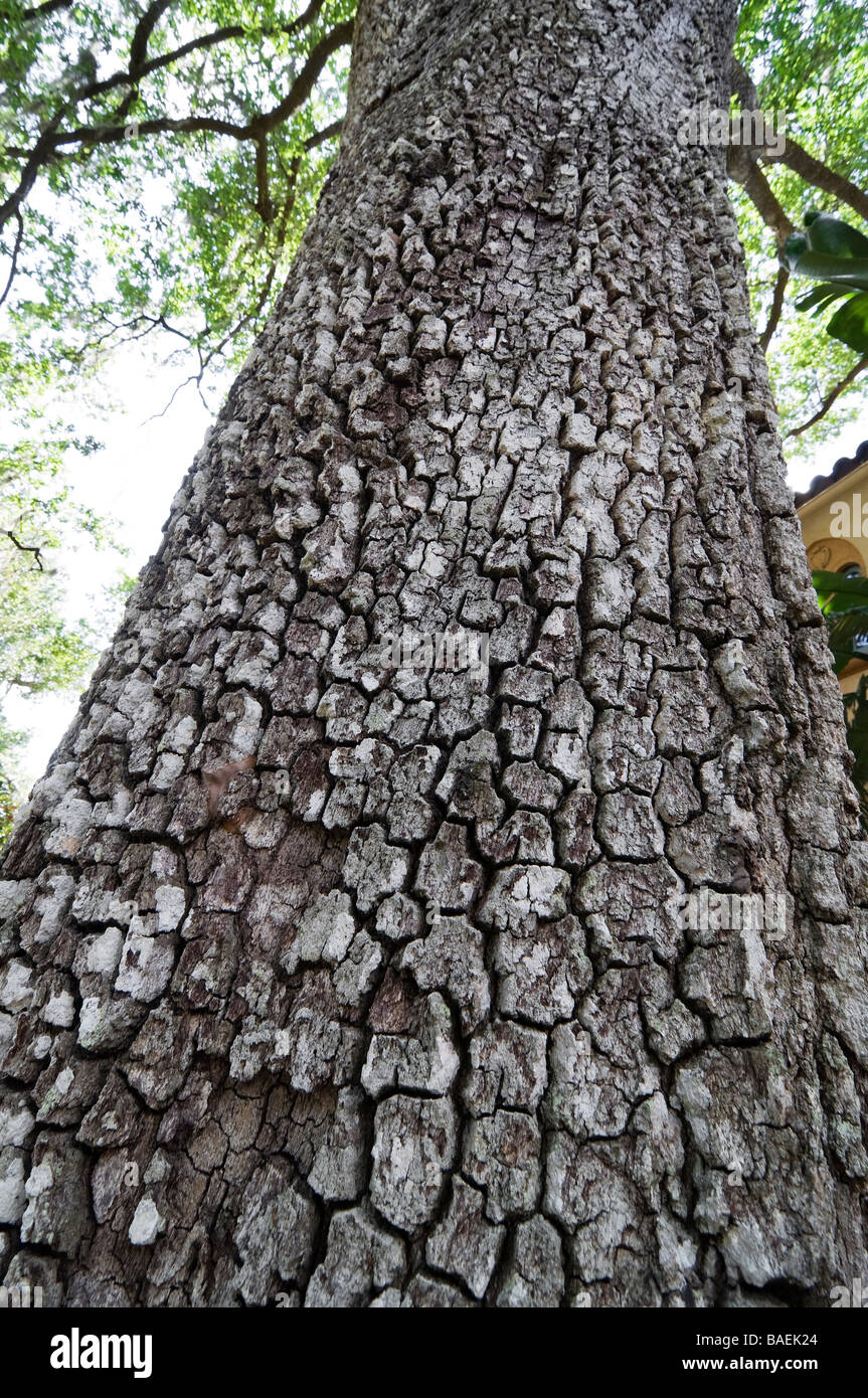 Pinewood Estate at Bok Tower Gardens National Historic Landmark, oak tree trunk,bark Stock Photo