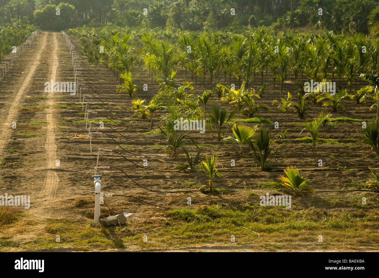 MEXICO Todos Santos Rows of irrigated palm trees growing in plant nursery field Sierra Laguna mountains in distance Stock Photo