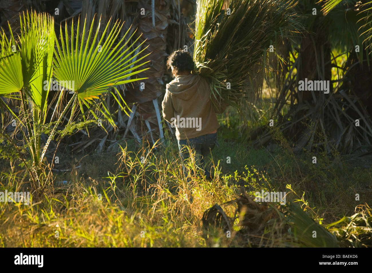MEXICO Todos Santos Mexican woman carrying palm tree branches on her shoulder walking among trees viewed from behind Stock Photo