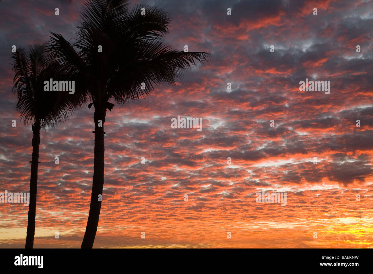 MEXICO San Jose del Cabo Silhouette of trunk and branches of palm tree against pink sky at sunrise over ocean Stock Photo