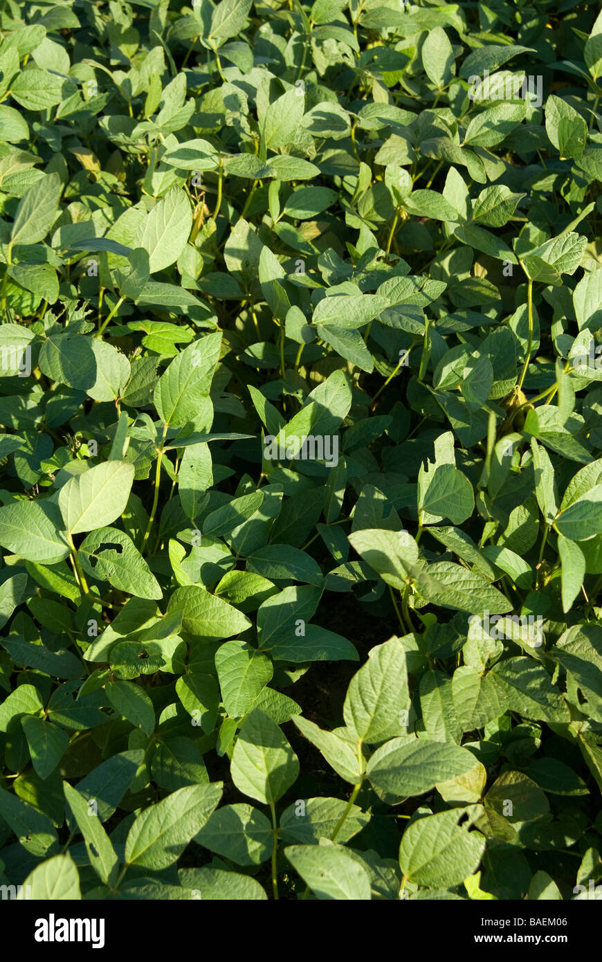 Soybean Field in the Delta region of Arkansas Stock Photo