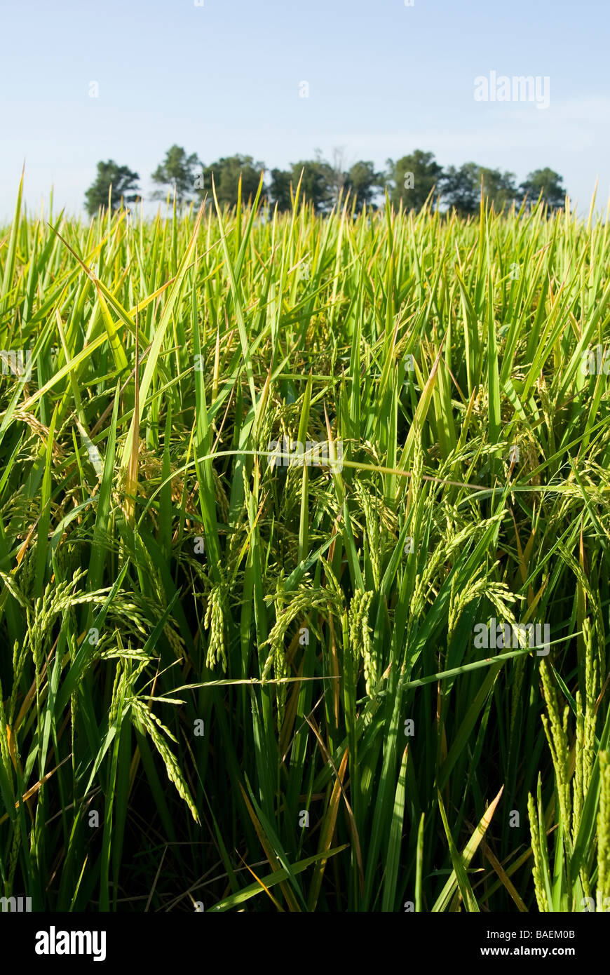 Rice field in the Delta region of Arkansas Stock Photo Alamy