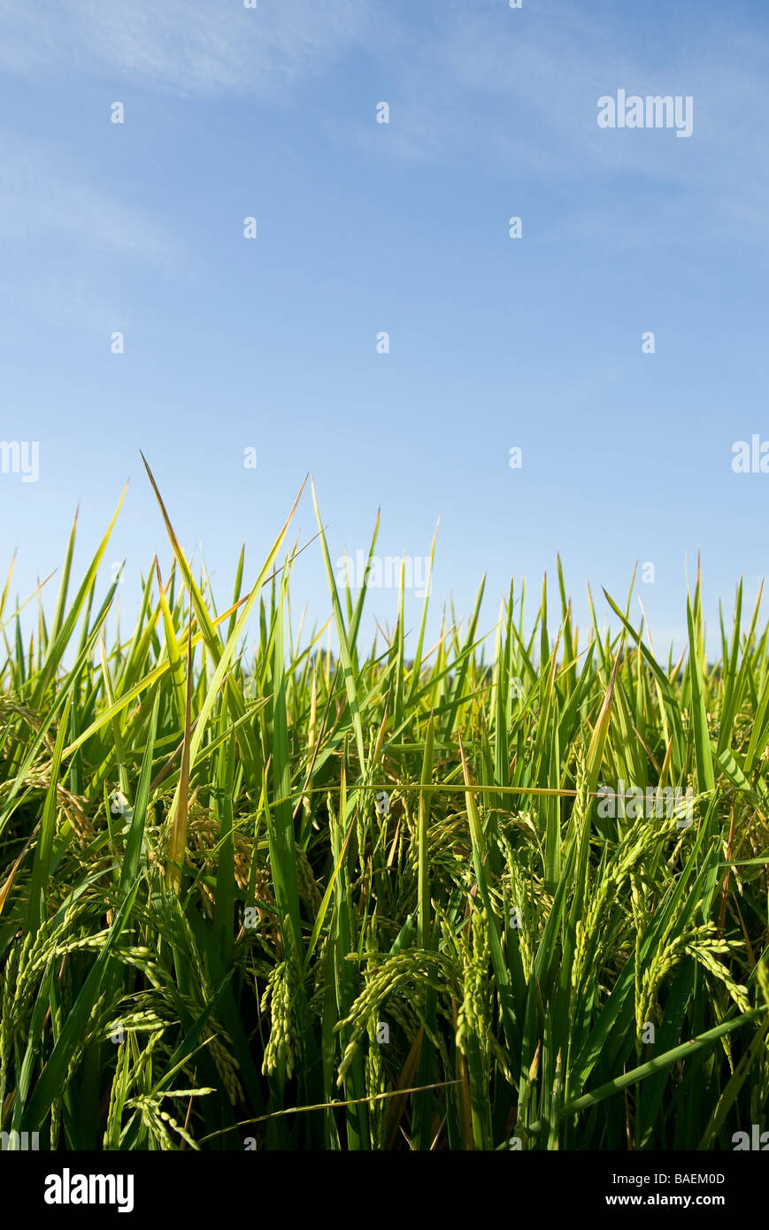 Rice field in the Delta region of Arkansas Stock Photo