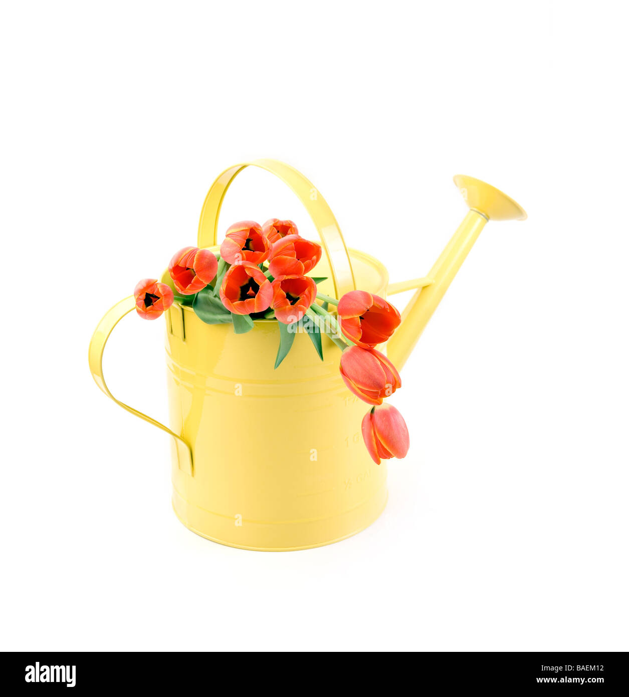 Watering can with flowers Cut Out Stock Images & Pictures Alamy