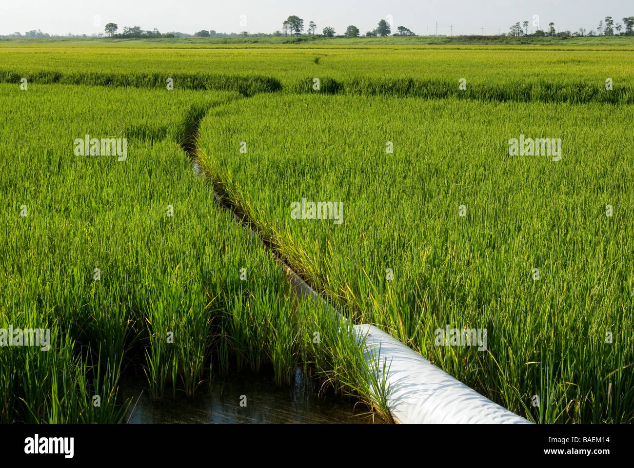 Rice field in the Delta region of Arkansas Stock Photo
