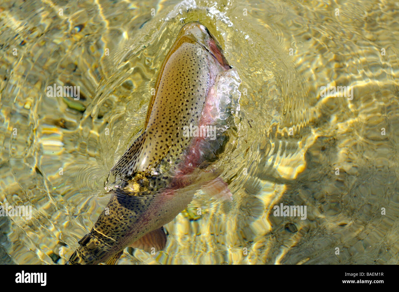 Jumping trout hires stock photography and images Alamy