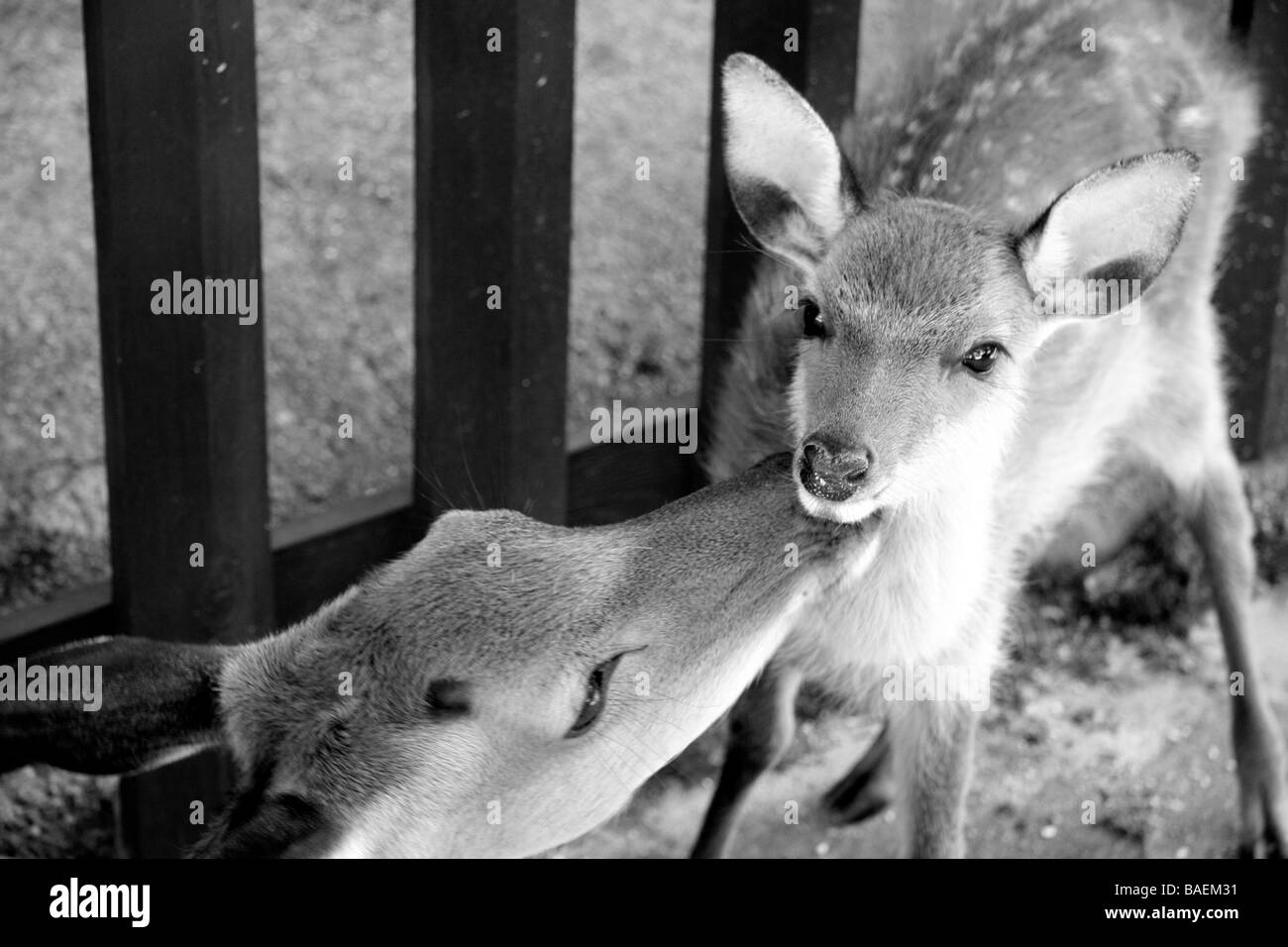 Deers on Miyajima Stock Photo