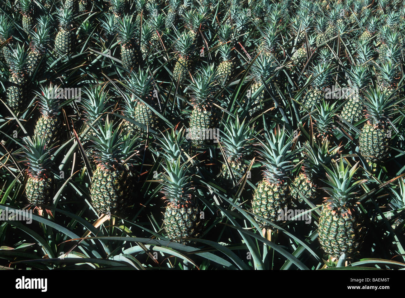 Pineapple farm maui maui hawaii hires stock photography and images Alamy