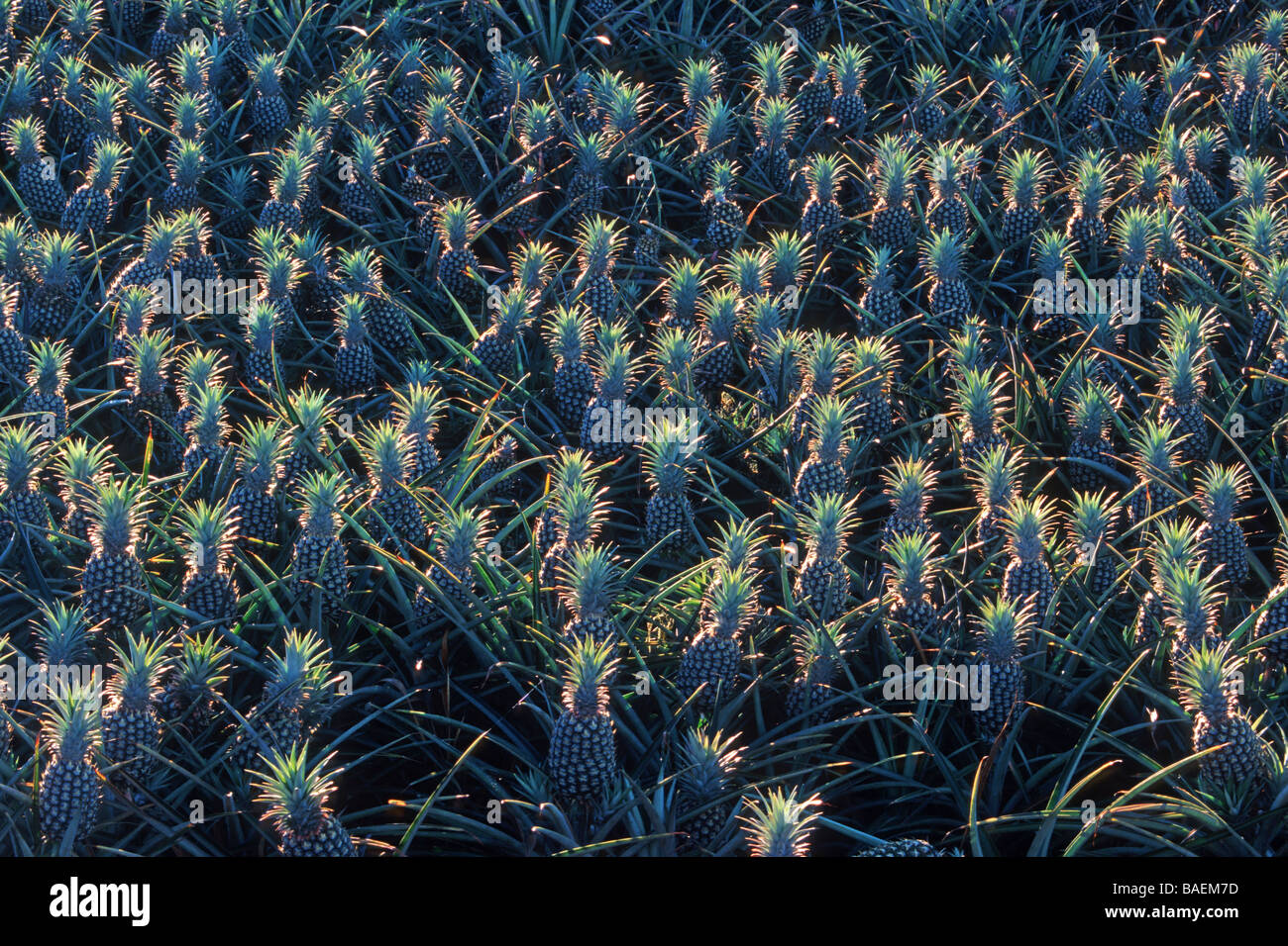A huge field of pineapples in Maui, Hawaii Stock Photo Alamy