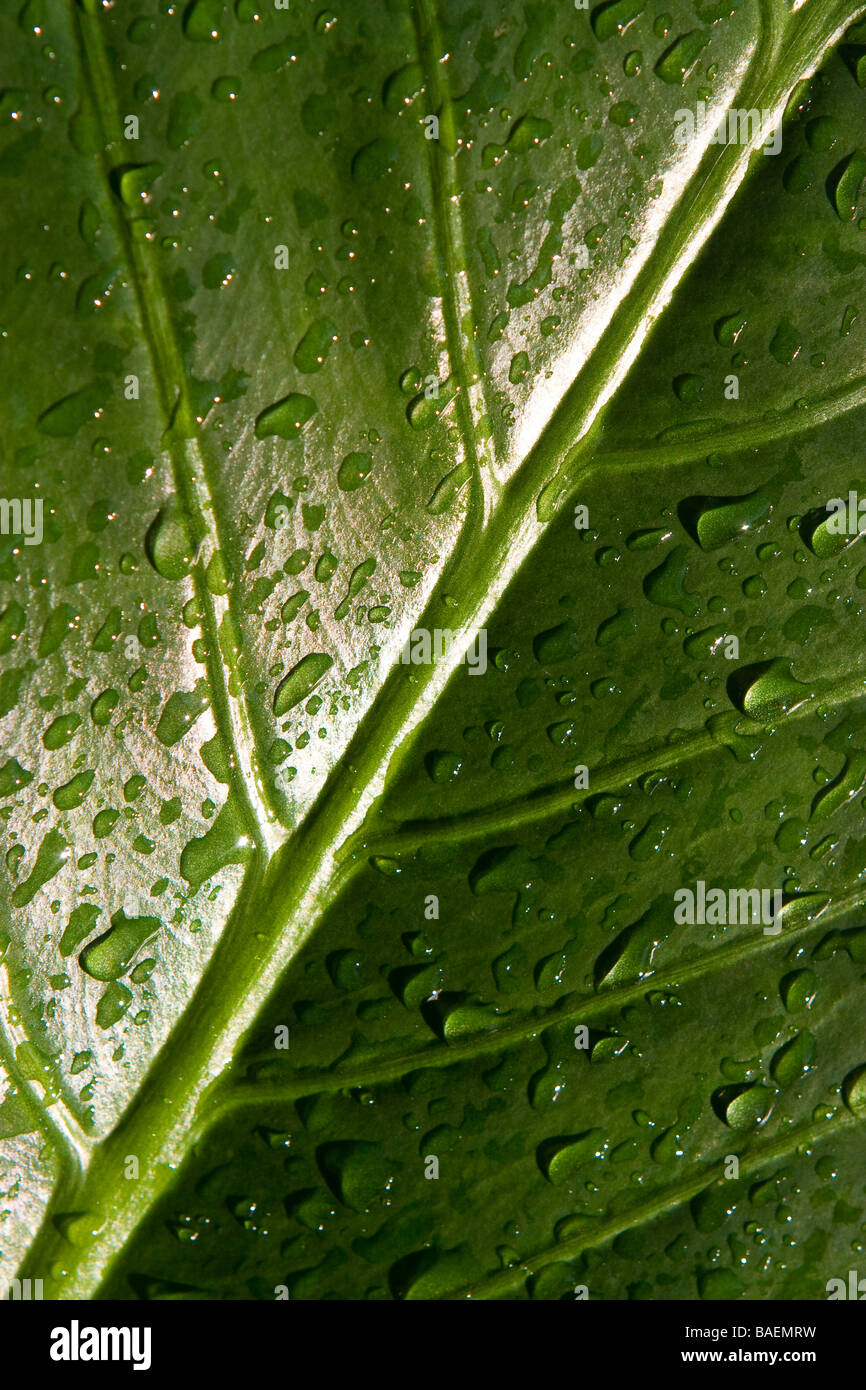 Morning Dew on Waxy Leaf Stock Photo