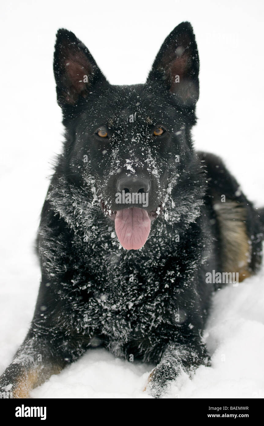 Black German Shepherd dog playing in the snow Stock Photo Alamy