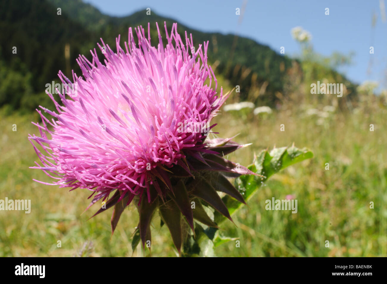 Thistle purple flower Pyrenees Spain Stock Photo Alamy