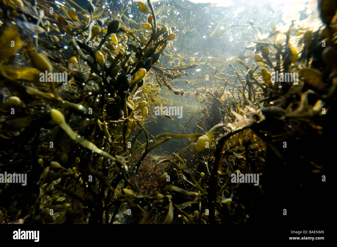 Marine brown alges underwater, Sweden west coast. Stock Photo