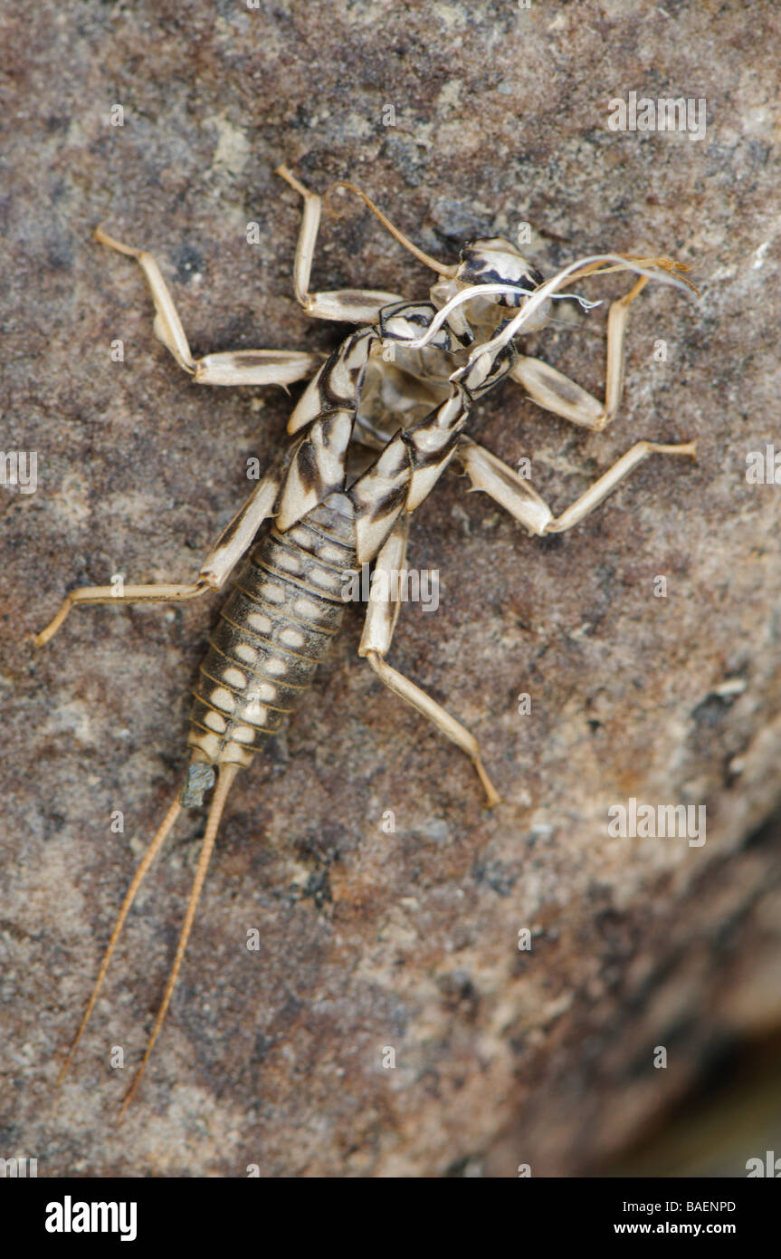 Exuvia or empty skin after moulting froma Stonefly Plecoptera Pyrenees river Spain Stock Photo