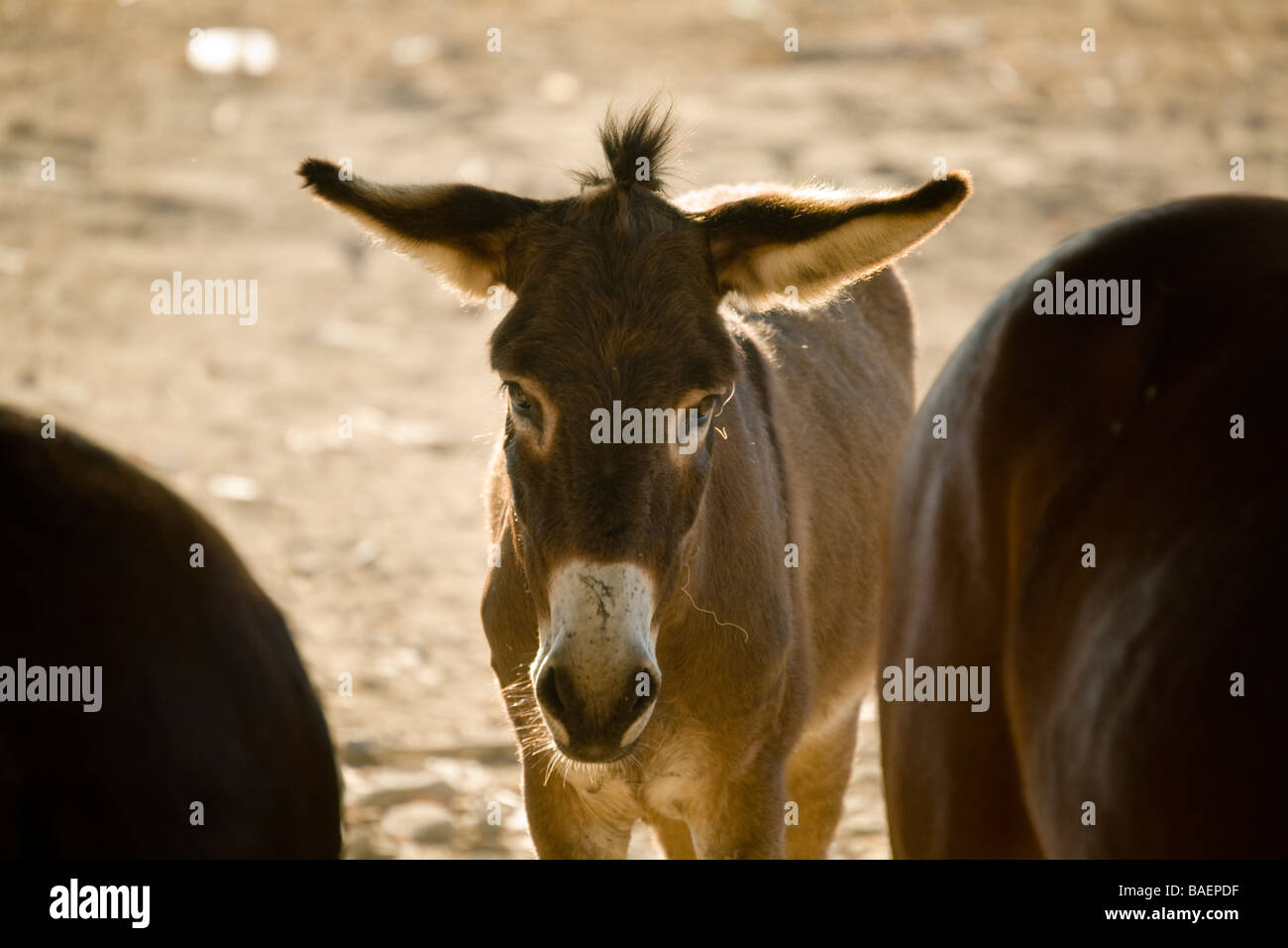 MEXICO Todos Santos Brown burro standing in dry and barren pasture Stock Photo