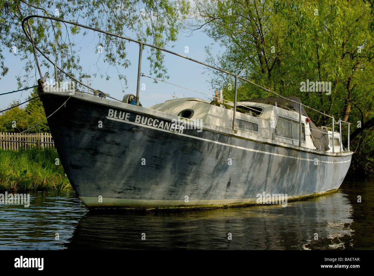 Weathered motor cruiser Blue Buccaneer moored under willow trees on the River Thames at Shepperton, Surrey, England Stock Photo