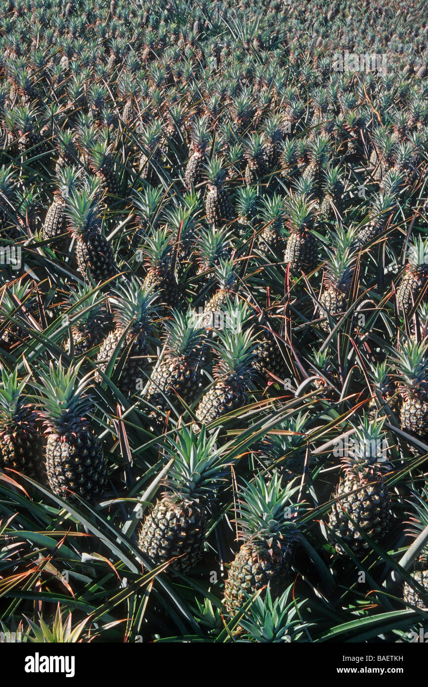 Pineapple Plantation Hawaii Stock Photos & Pineapple Plantation Hawaii
