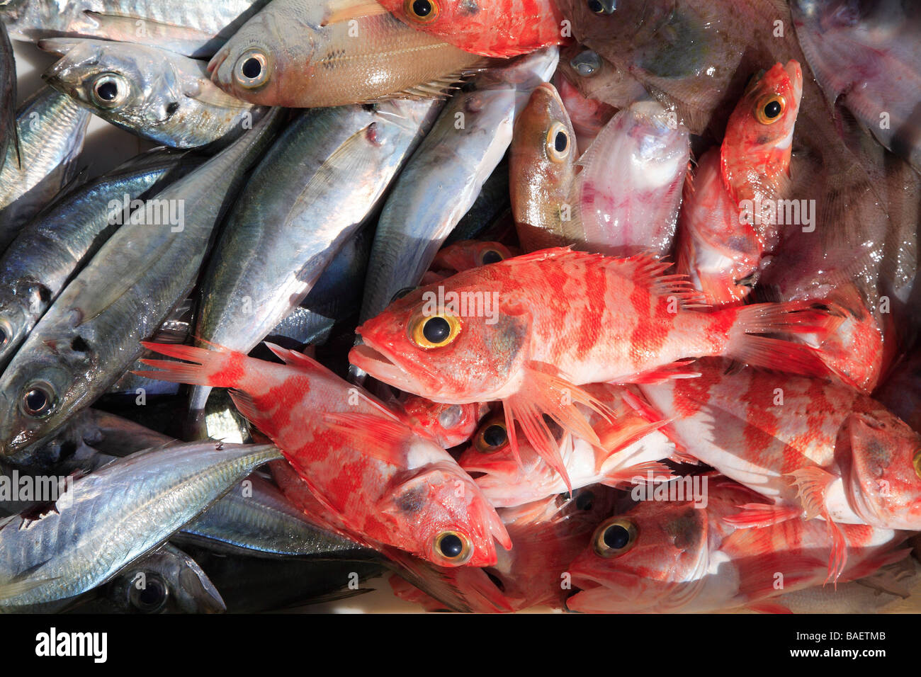 Red Scorpion Fish Maratea Basilicata Italy Stock Photo Alamy