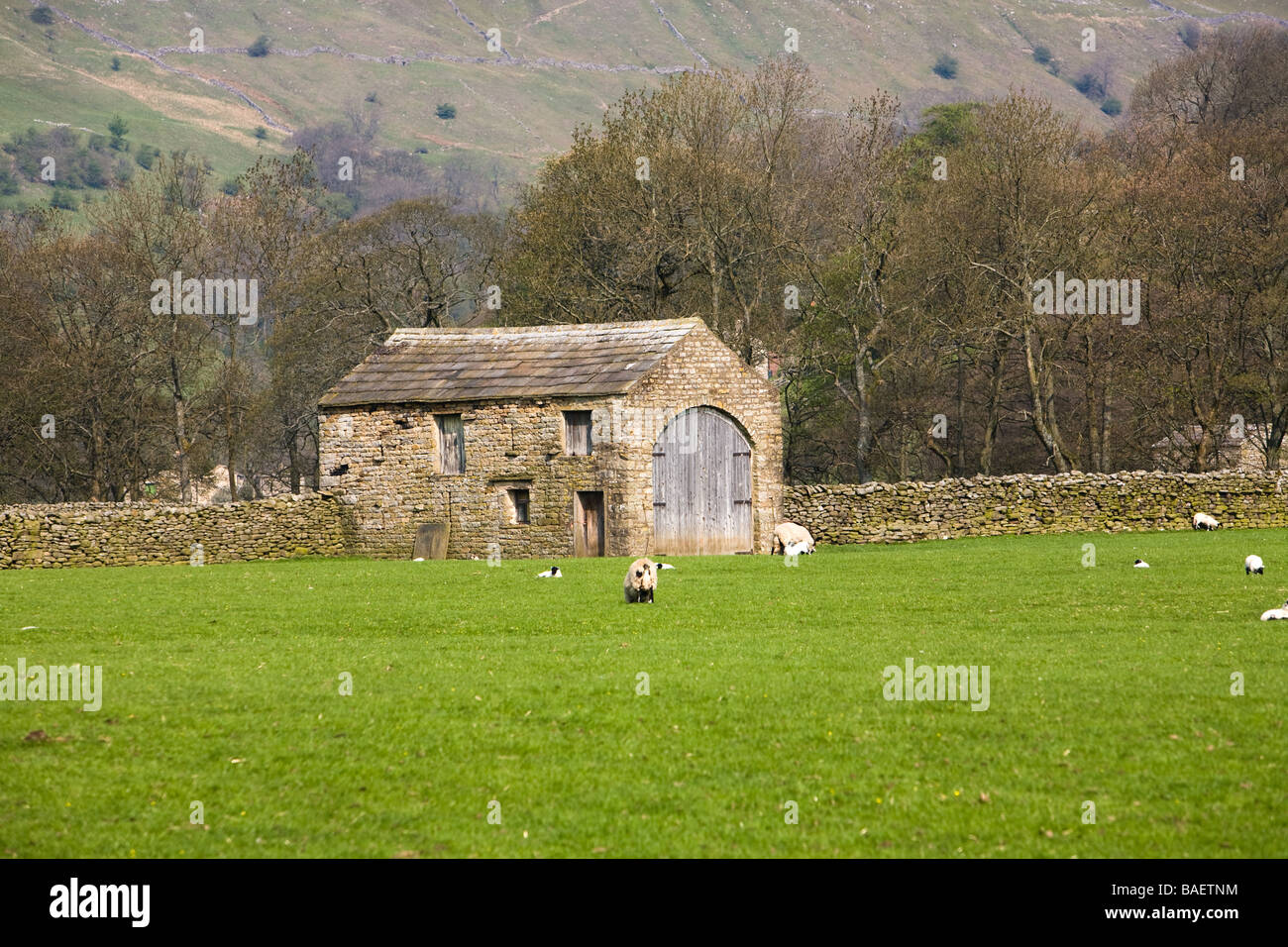 Swaledale Fields Barn and Dry Stone Walls near Muker Yorkshire Dales England Stock Photo
