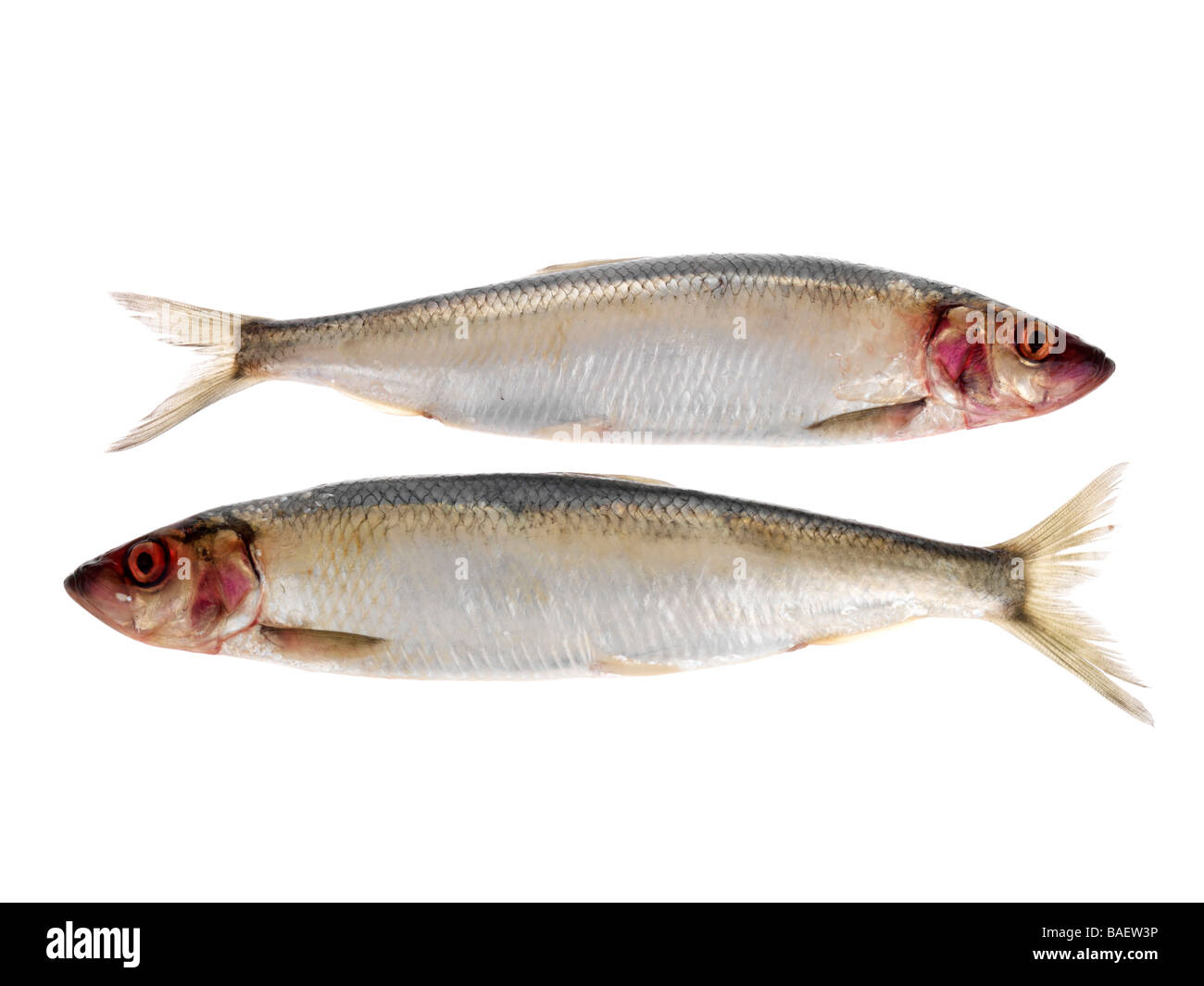Fresh Healthy Raw Uncooked Whole Herring Fish Ready To Fillet And Cook Isolated Against A White Background With No People And A Clipping Path Stock Photo
