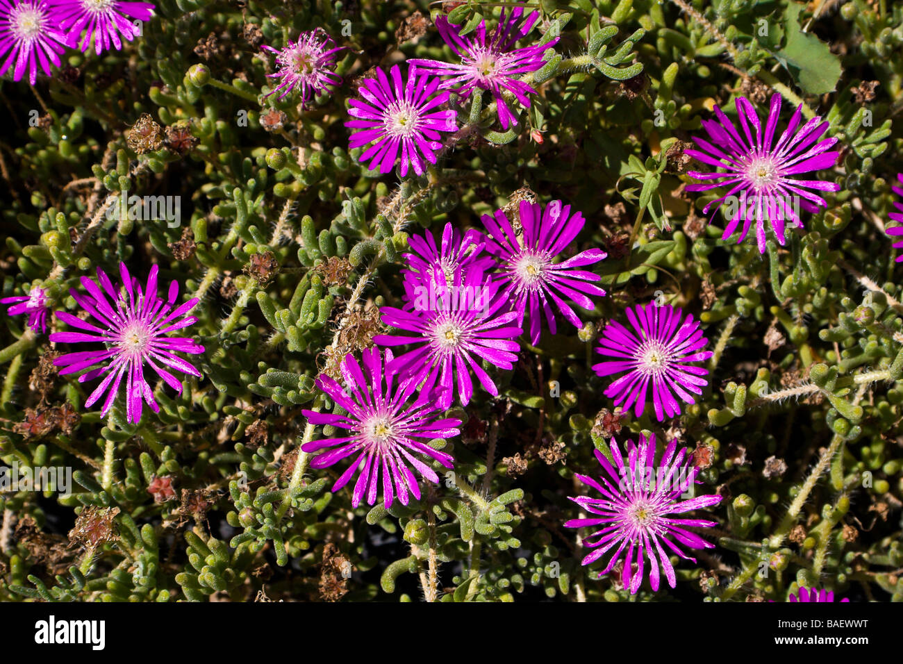 Drosanthemum hispidum, Villa Hanbury, La Mortola, Ventimiglia, Liguria, Italy Stock Photo