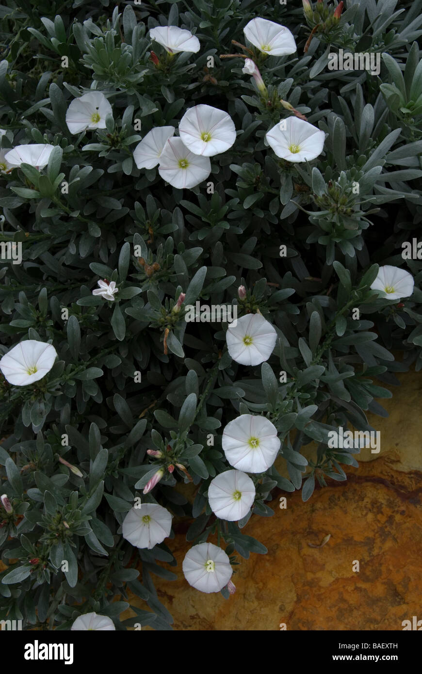Convolvulus cneorum Stock Photo Alamy