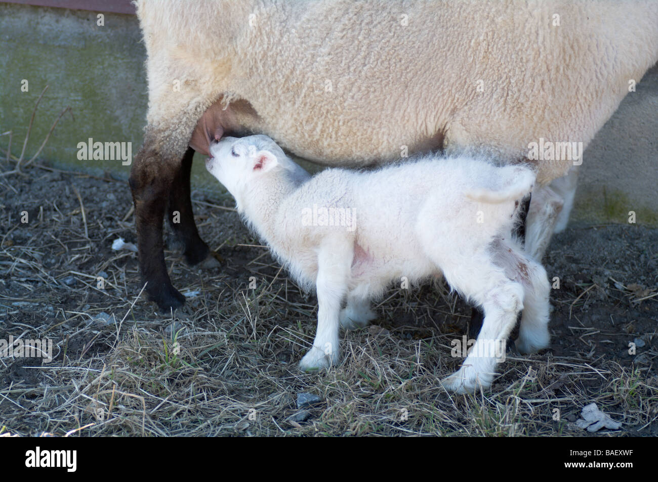 lamb suckle Stock Photo