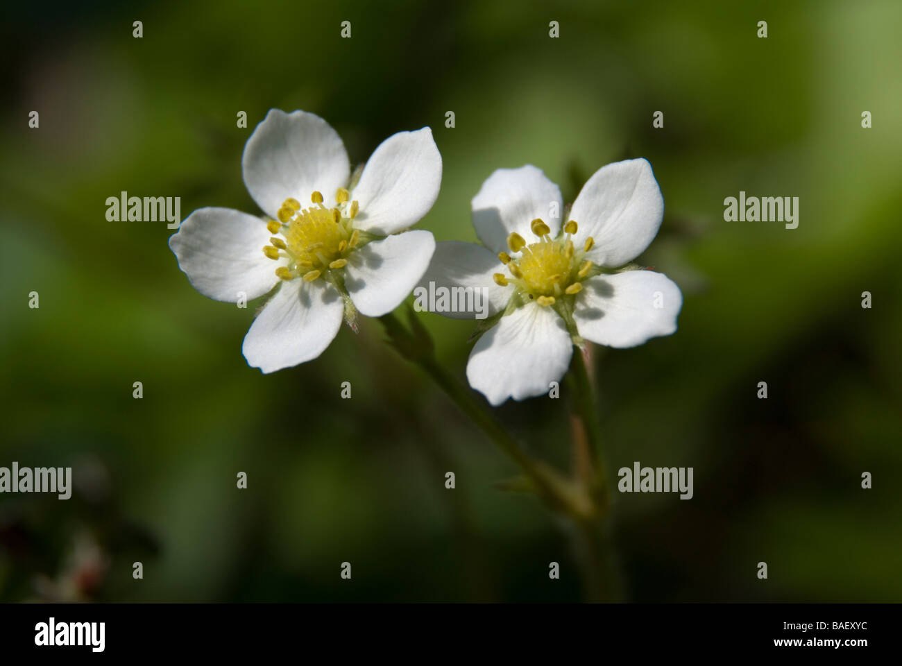 Flower of wild strawberry, fragaria vesca Stock Photo - Alamy