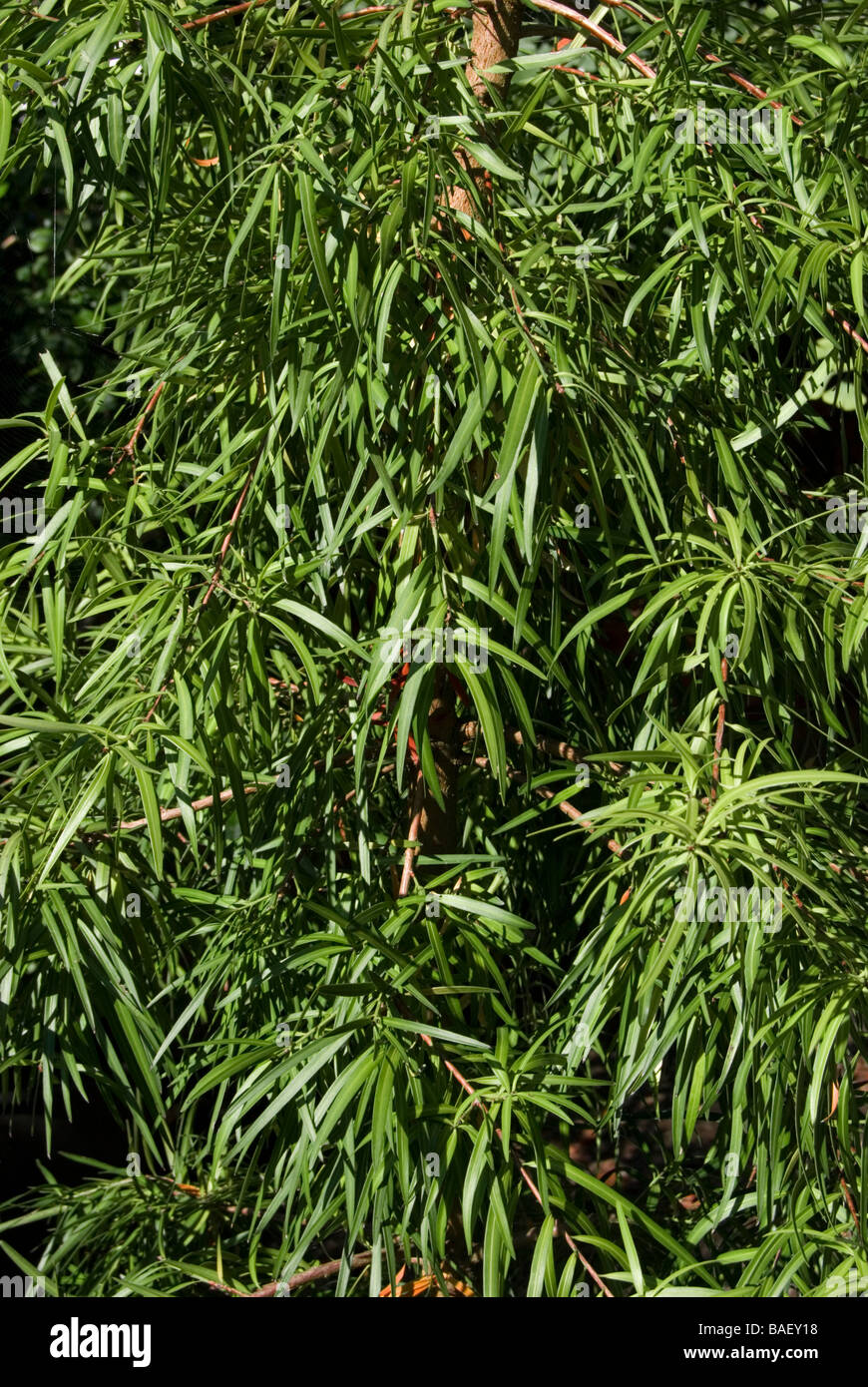 Podocarpus macrophyllus Stock Photo