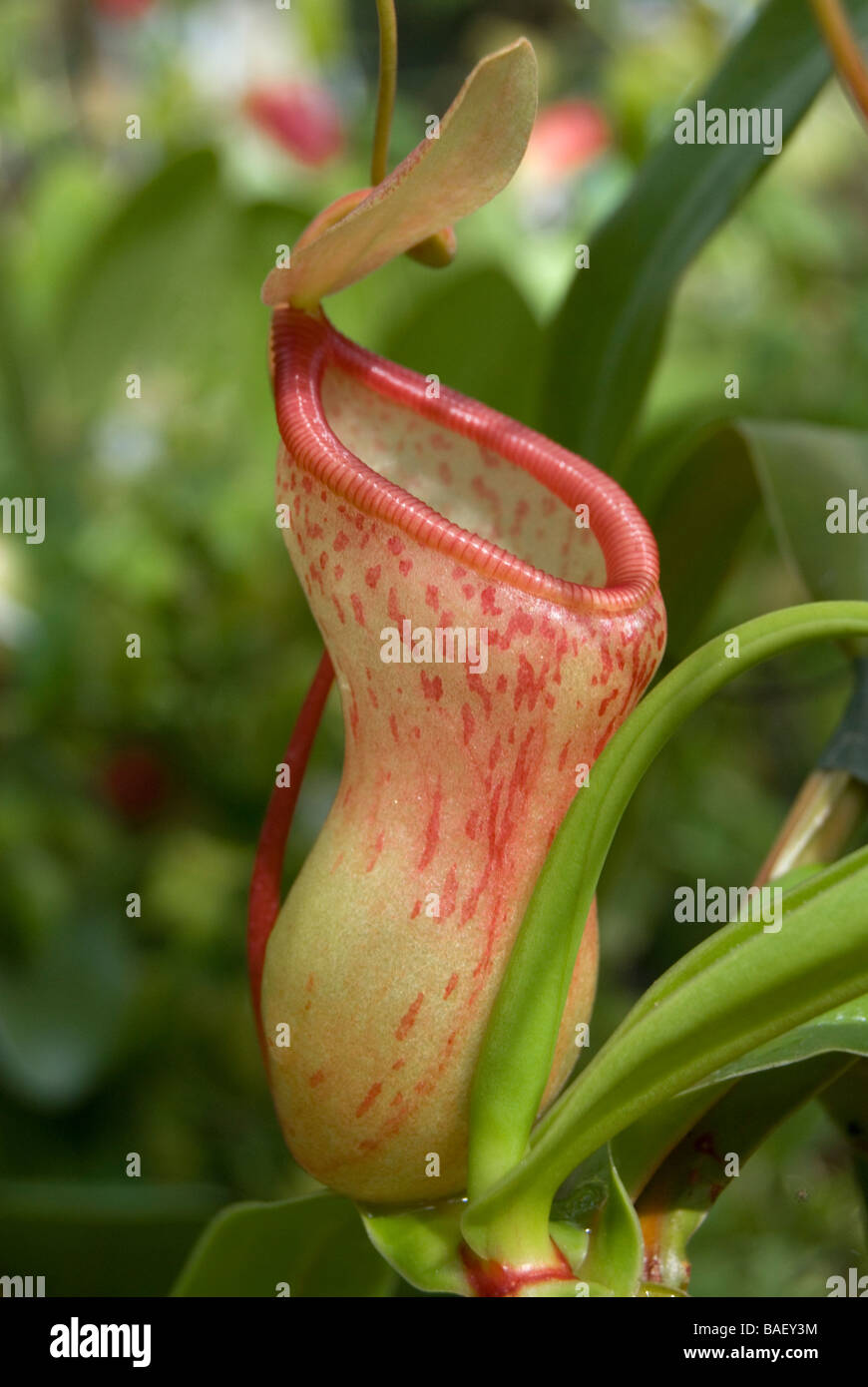 Nepenthes burkei, Pitcher plant Stock Photo