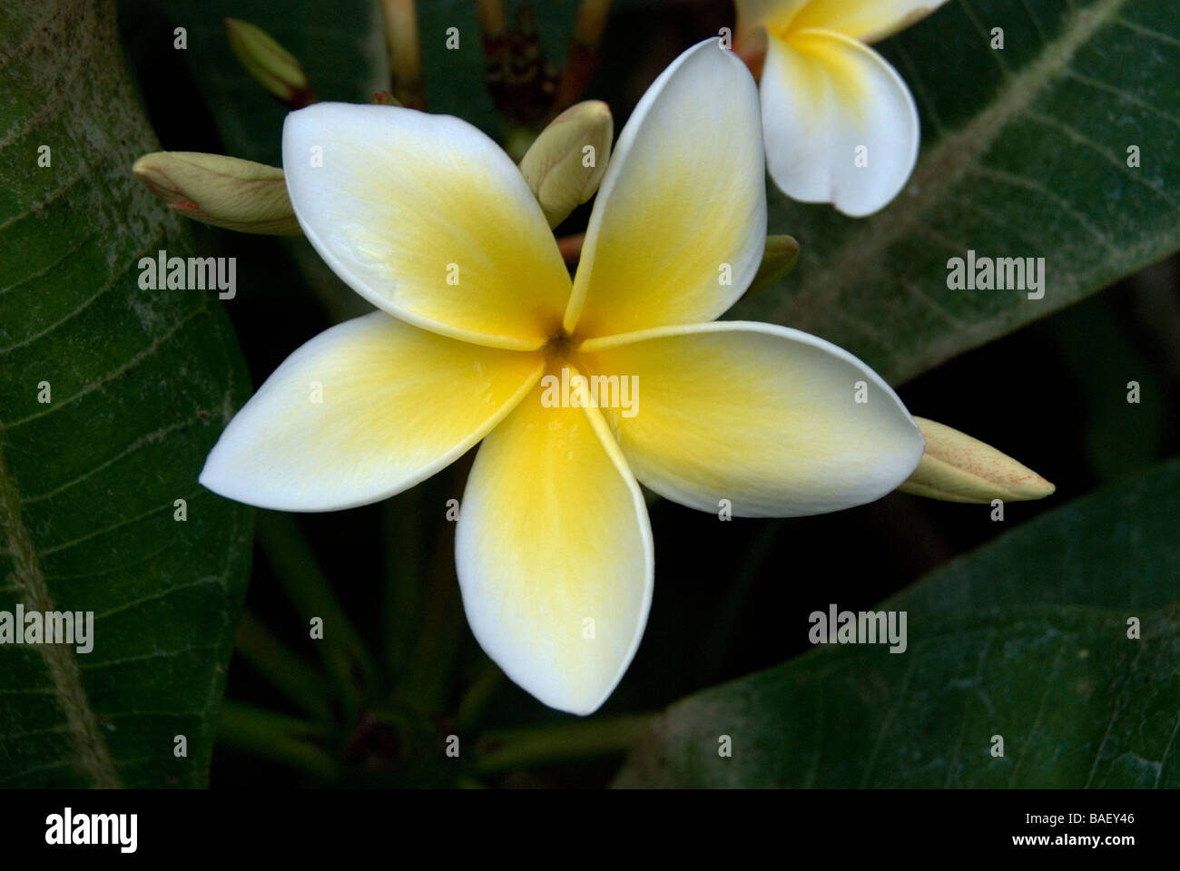 Plumeria alba, White frangipani Stock Photo Alamy