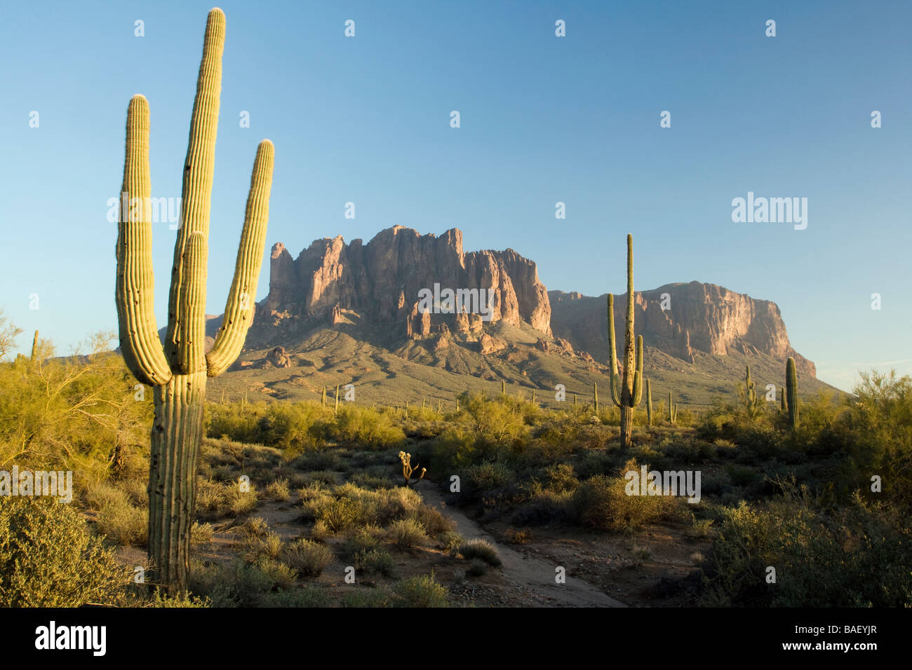 Saguaro Cactus and Superstition Mountains - Lost Dutchman State Park - Apache Junction, Arizona Stock Photo