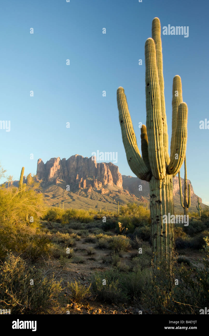 Saguaro Cactus and Superstition Mountains - Lost Dutchman State Park - Apache Junction, Arizona Stock Photo