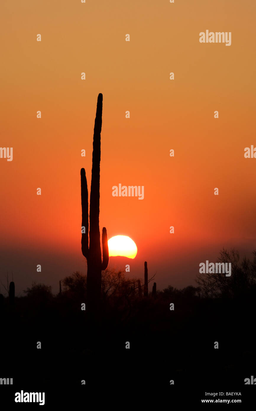 Saguaro Cactus at Sunset - Lost Dutchman State Park - Apache Junction, Arizona Stock Photo