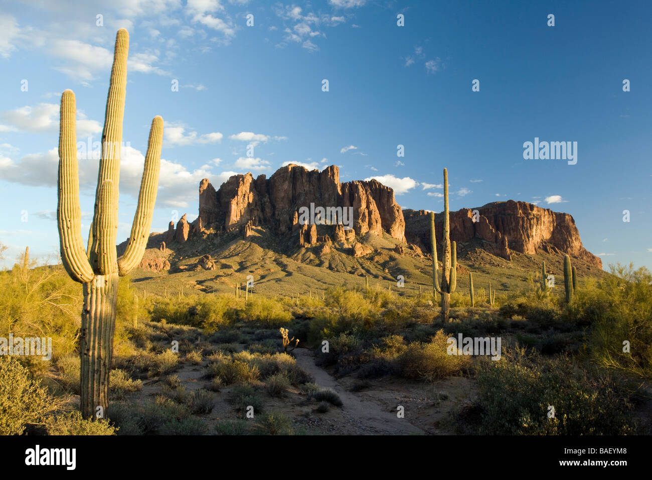 Cactus and Superstition Mountains - Lost Dutchman State Park - Apache Junction, Arizona USA Stock Photo