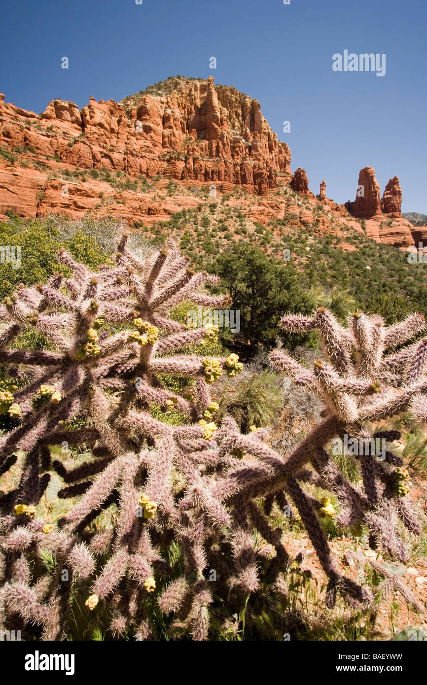Cactus and canyon view - Sedona, Arizona Stock Photo - Alamy