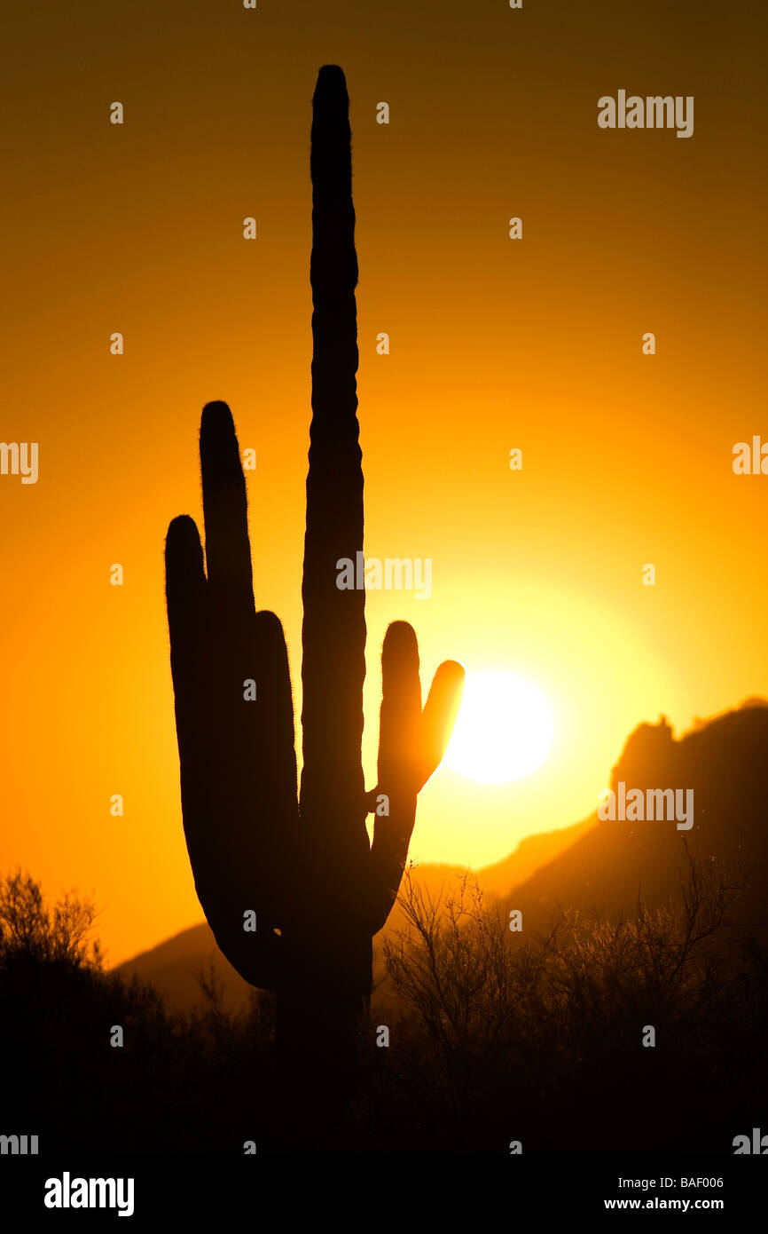 Saguaro Cactus at sunset - Lost Dutchman State Park - Apache Junction, Arizona Stock Photo