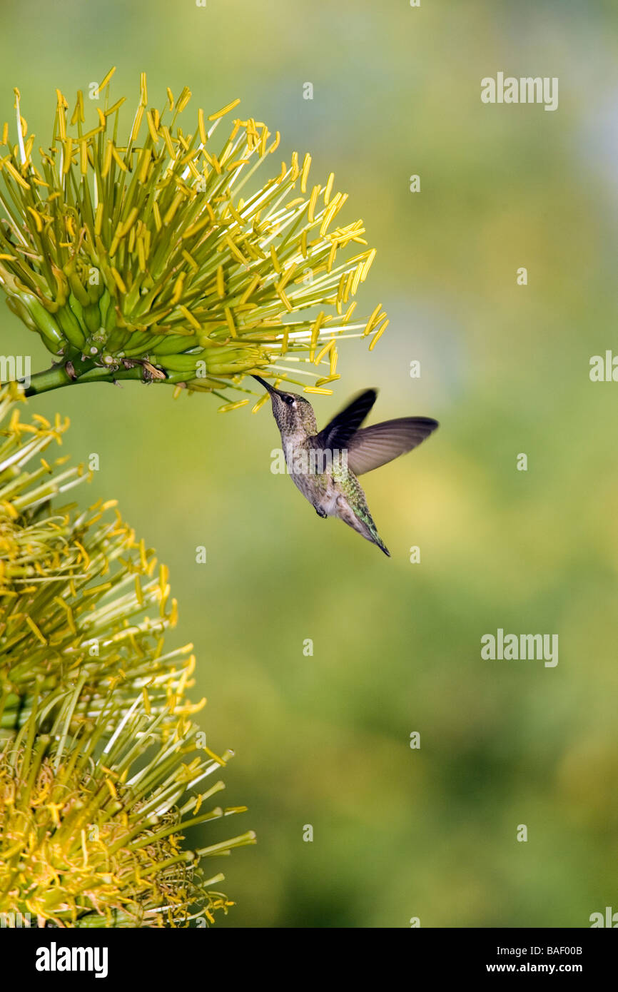 Hummingbird at Desert Botanical Gardens - Phoenix, Arizona Stock Photo
