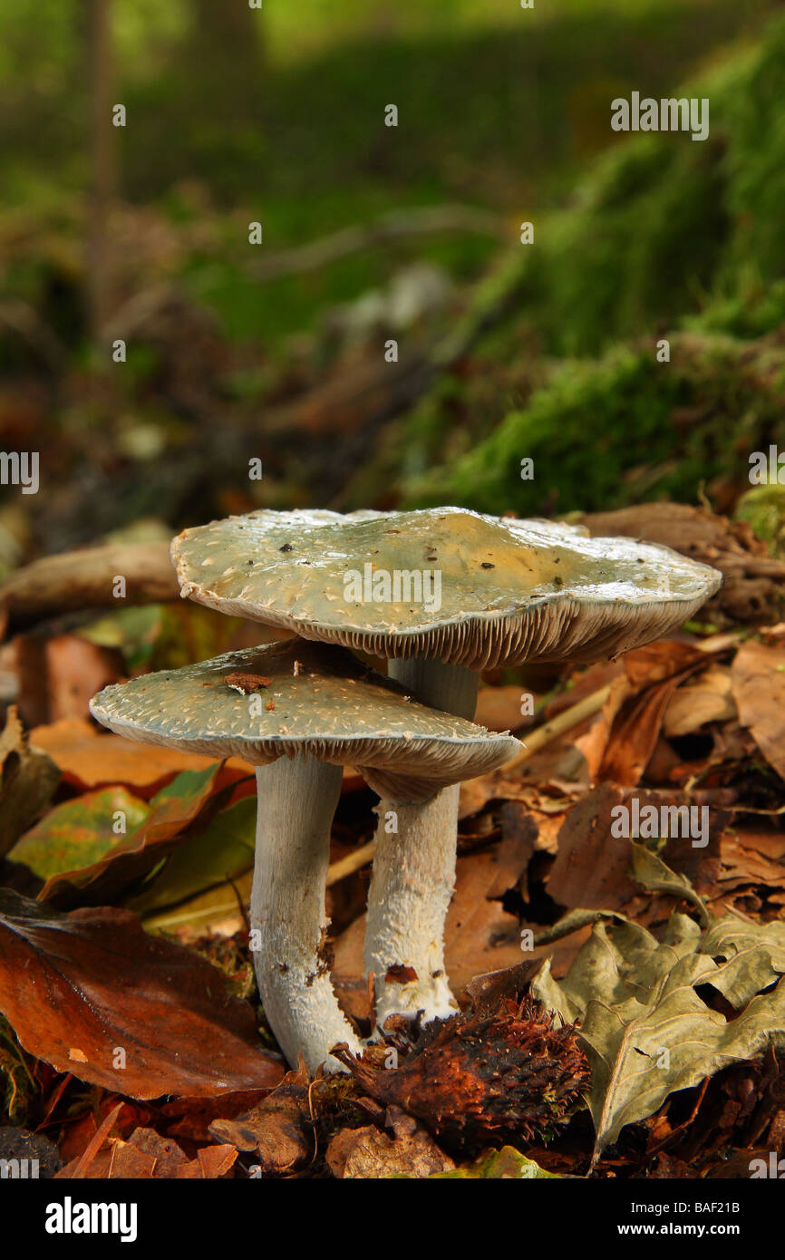 Two Aniseed toadstools Clitocybe odora growing in leaf litter in woodland Limousin France Stock Photo
