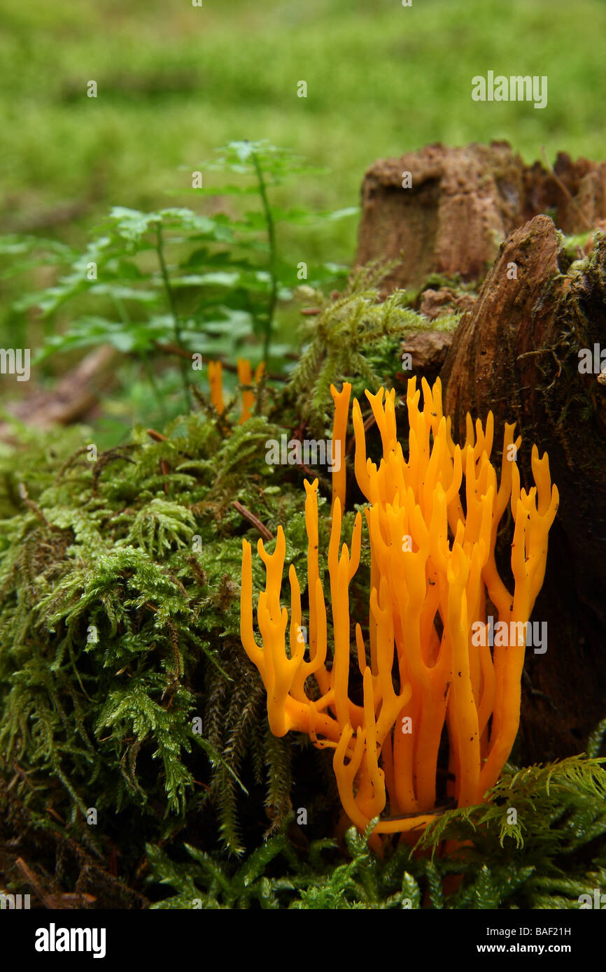 A clump of Calocera viscosa fungi growing on a moss covered Pine stump Limousin France Stock Photo