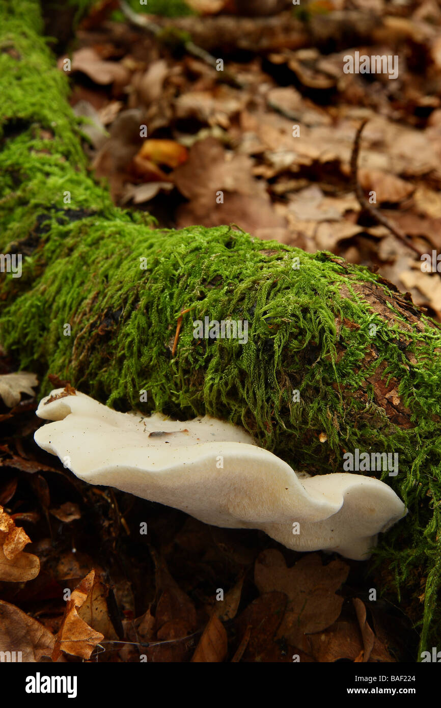 A single Tyromyces stipticus bracket fungus growing on a fallen branch in leaf litter Limousin France Stock Photo