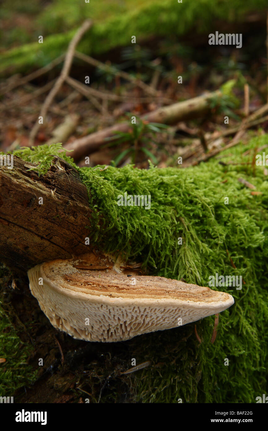A Lenzites betulina bracket fungus growing on a fallen tree in woodland Limousin France Stock Photo