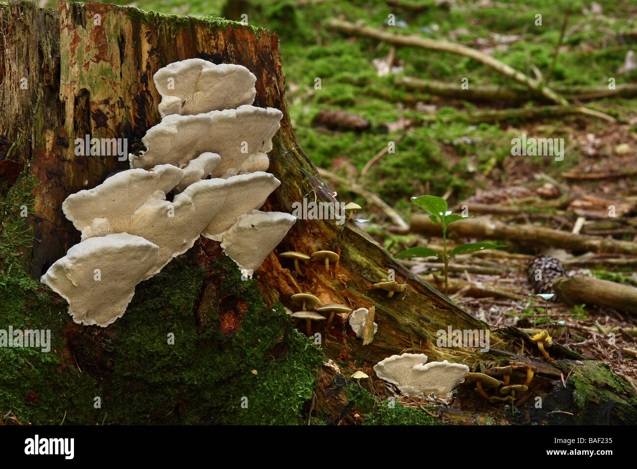 A group of Tyromyces stipticus bracket fungi growing on an old tree stump Limousin France Stock Photo