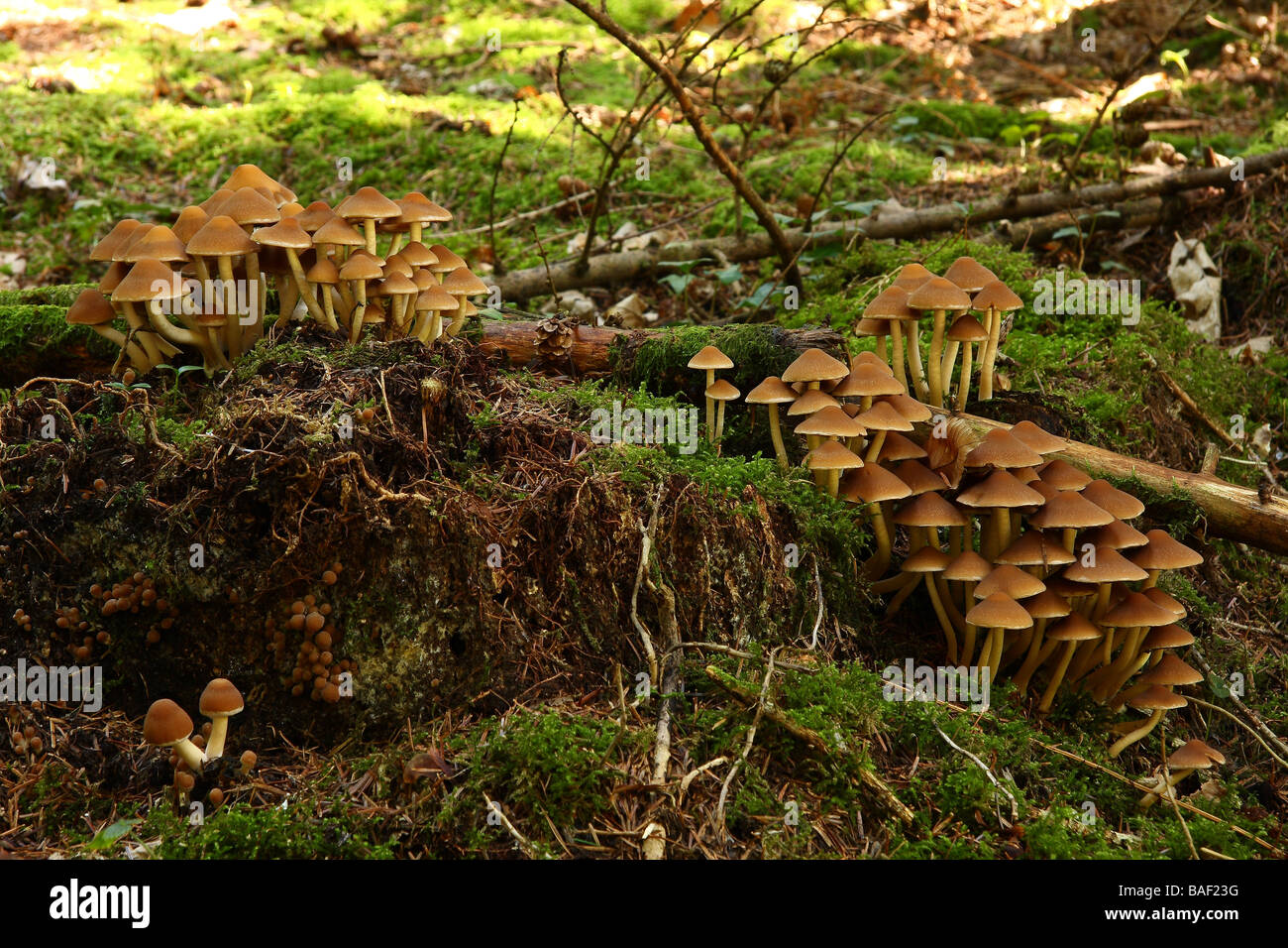 Several large clumps of Hypholoma capnoides fungi on an old tree stump Limousin France Stock Photo