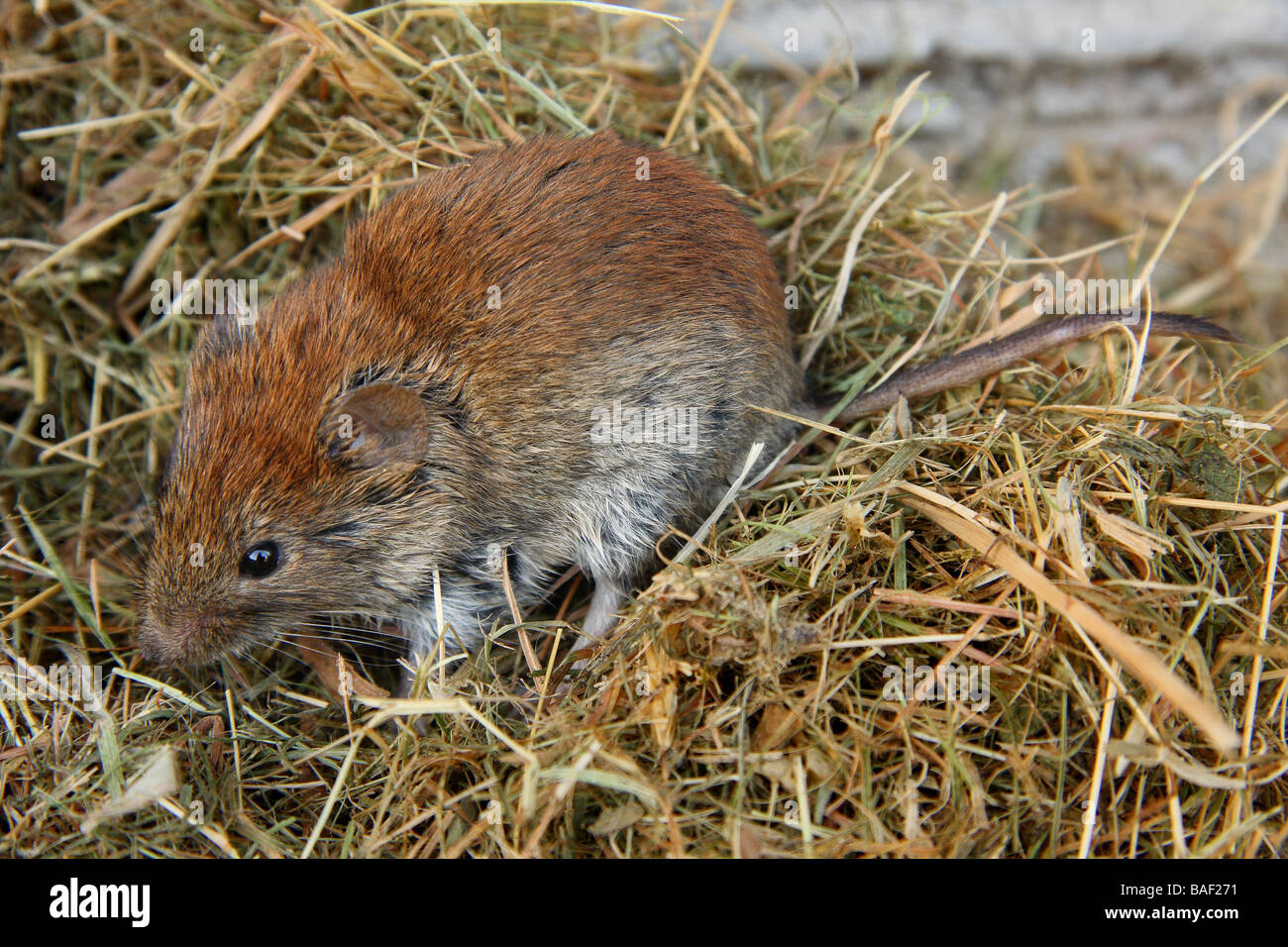 A vole on a pile of dried grass Limousin France Stock Photo