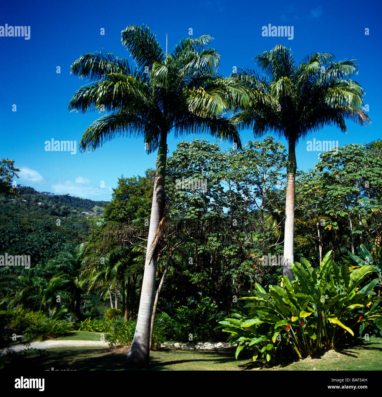 St Joseph Barbados Flower Forest Stock Photo Alamy