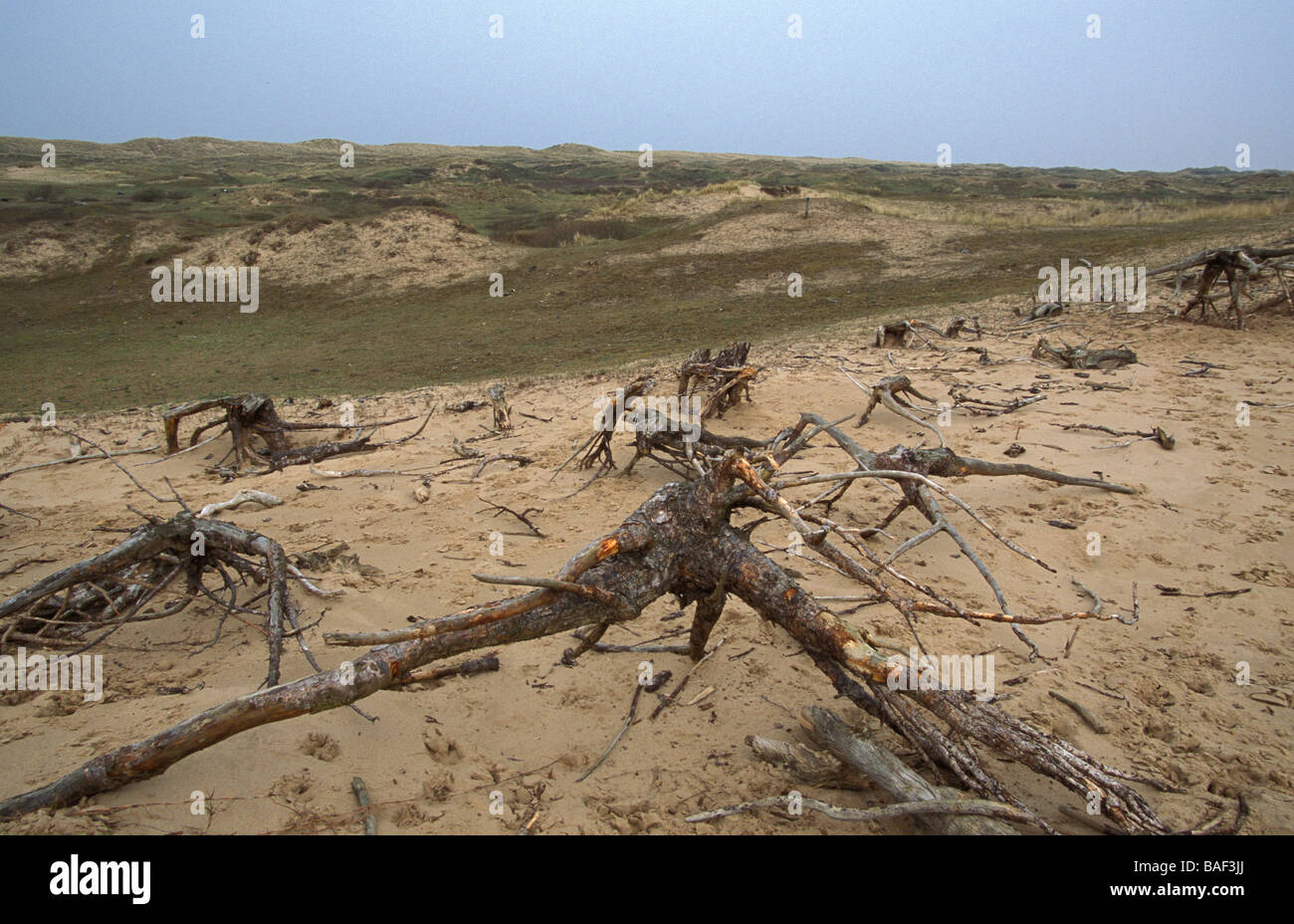 Eroded sand dunes showing tree stumps at Ainsdale Sand Dunes National Nature Reserve Lancashire Stock Photo