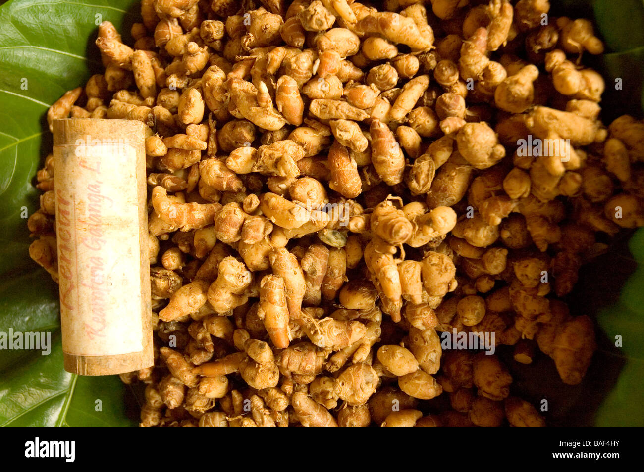 Galangal harvest , Central Java , Indonesia Stock Photo - Alamy